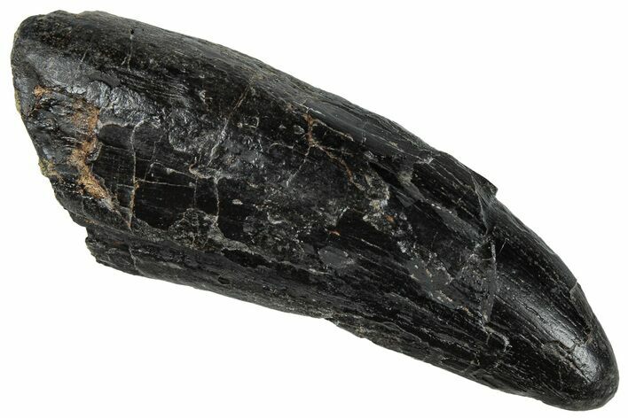 Large Tyrannosaur Tooth - Two Medicine Formation #299681